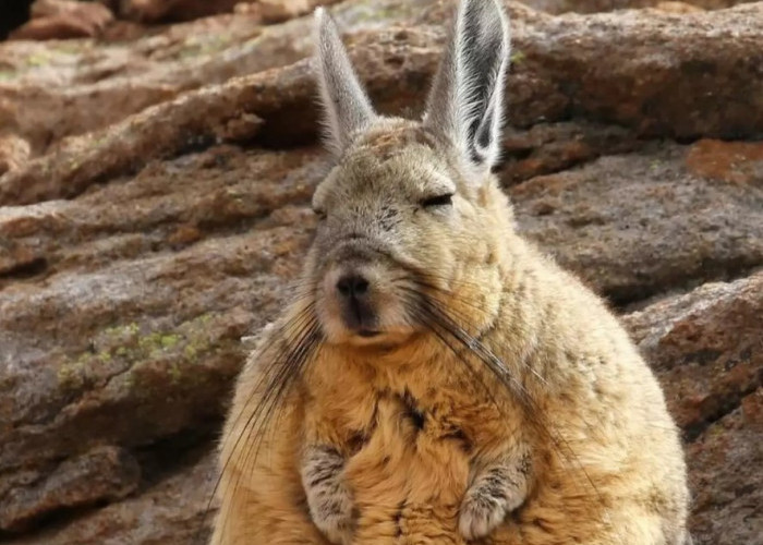 Viscacha, Hewan Gemoy yang Cocok Jadi Maskot Generasi Z