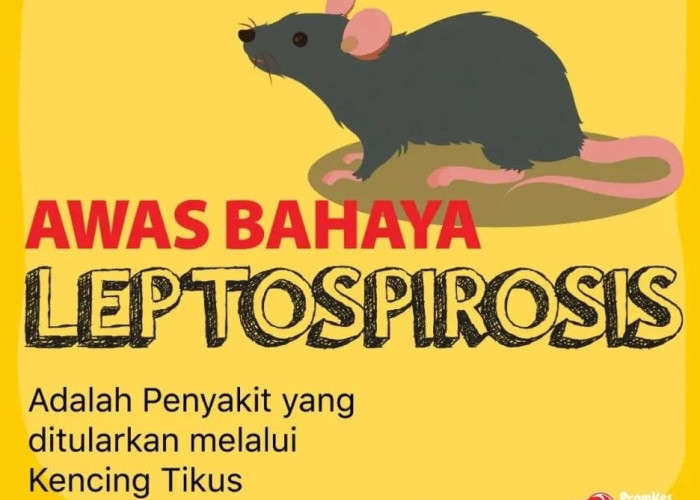 Daerah Anda Sering Banjir dan Banyak Tikus, Waspada Bahaya Leptospirosis yang Mematikan Perlu Kenali Gejalanya