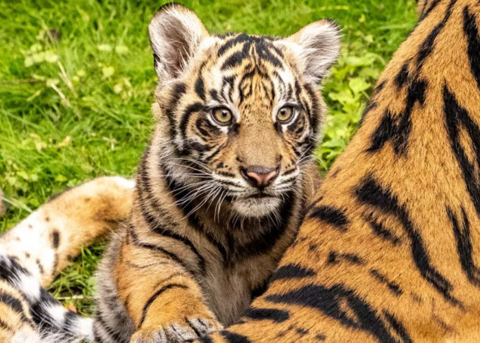 Bakso, Anak Harimau Sumatra, Resmi Tampil di Disney’s Animal Kingdom