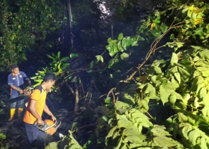 Masyarakat Diminta Waspada Pohon Tumbang Akibat Cuaca Ekstrem