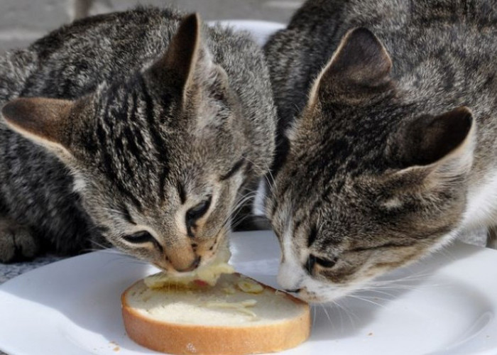 Bolehkah Kucing Makan Roti? Ini yang Perlu Kamu Tahu Sebelum Memberi Camilan!