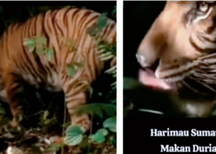 Video Harimau Sumatera Makan Durian, Jadi Bukti Patahkan Mitos ! Begini Penampakannya