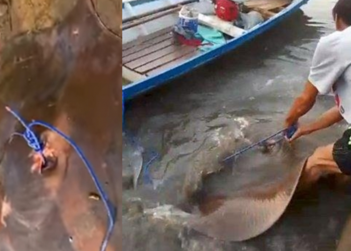 Ikan Pari Air Tawar Raksasa Ditemukan di Sungai Ogan, OKU oleh Pemancing, Segini Beratnya
