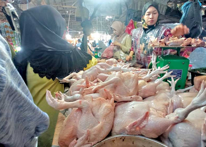 Program MBG Bikin Harga Ayam Potong Meroket hingga di Atas Rp40 Ribu per Kilogram