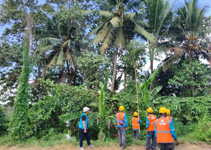 PLN ULP Lembayung Lahat Lakukan Peremajaan Konstruksi Jaringan di Pulau Pinang