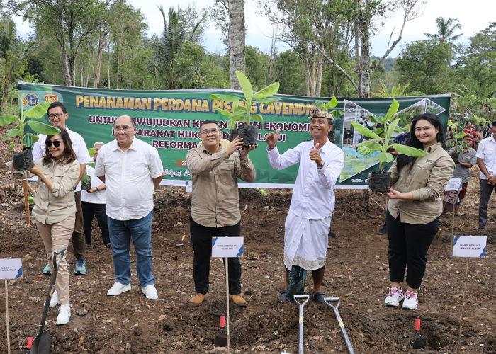  Wamen ATR/BPN Tanam Pisang Cavendish di Bali