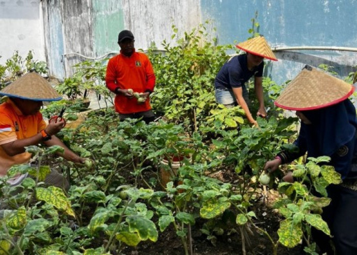 Dukung Asta Cita Ketahanan Pangan Nasional, Gelar Panen Raya dan Penanaman Ulang