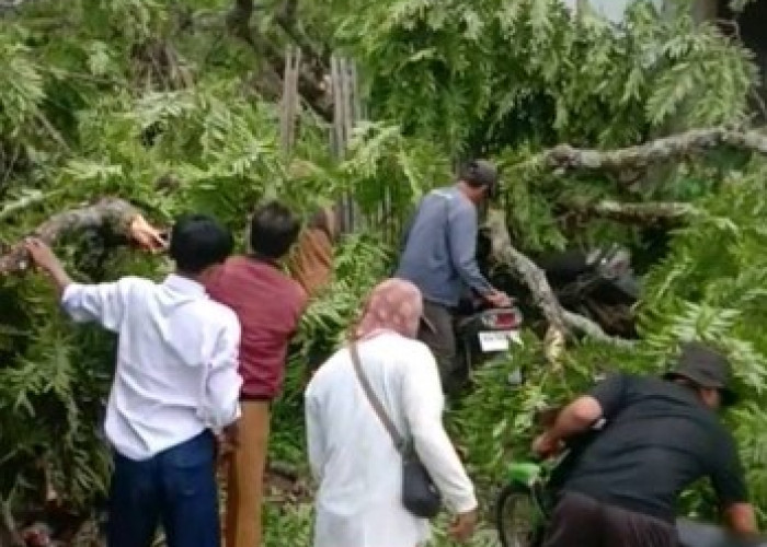 Pohon Tumbang Timpa Gedung Sekolah Saat Siswa Belajar