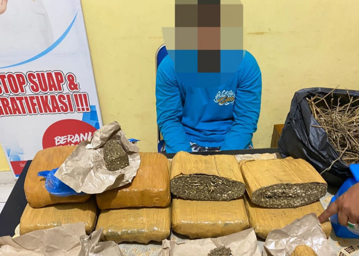 Diduga Bandar Ganja, BNN Amankan 7,5 Kg Ganja dari Oknum Pelajar di Baturaja