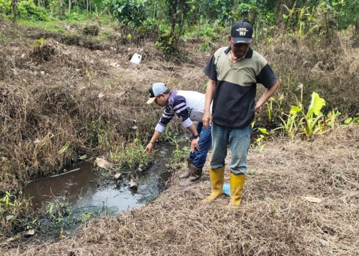 Tanaman Karet Warga Mati, Terkena Luberan Limbah Pabrik PTP Mitra Ogan, DLH OKU Berdalih BA Diambil Unit Pidsu