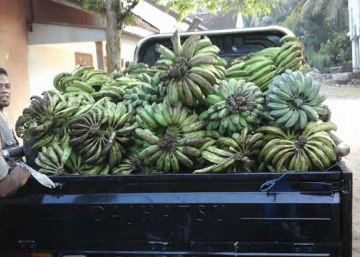Harga Pisang di OKU Selatan Naik