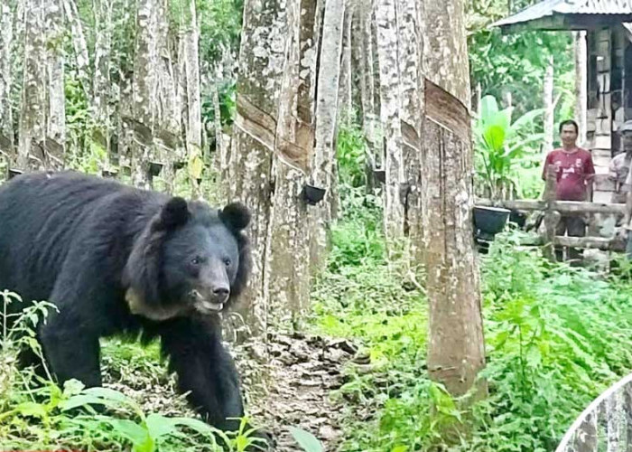 Beruang Liar di OKU Bikin Cemas Bersarang di Kebun Warga