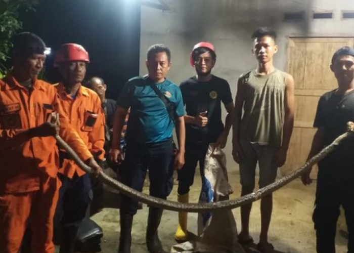 Damkar OKU Tangkap Ular Sanca sepanjang 2 Meter dari Rumah Warga di Baturaja