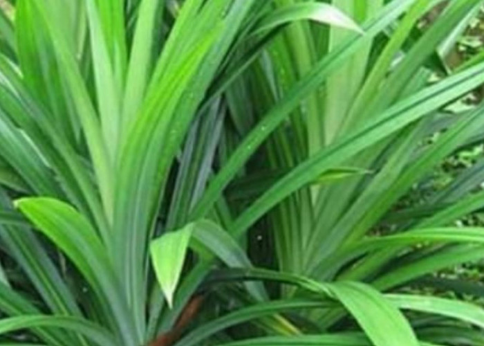 7 Penyakit yang Bisa Dicegah dengan Daun Pandan, Alami dan Efektif !