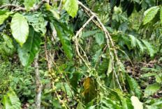 Resah! Pencurian Kopi hingga Sawit Marak di Muaradua