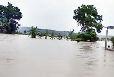 Permukiman di OKU Timur Ratusan Hektare Sawah Terendam 