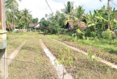 Petani OKU Timur Panen 800 Ikat Bayam dalam 20 Hari