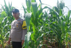 Dorong Warga Tanam Jagung untuk Ketahanan Pangan