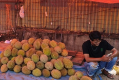 Durian OKU Gagal Panen! Gugur Sebelum Berkembang, Patahkan Harapan Petani ini penyebabnya
