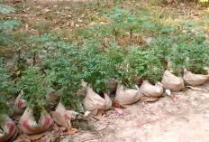 Manfaatkan Karung Semen jadi Polybag