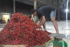 Harga Cabai di OKU Meroket Jelang Nataru, Pengusaha Rumah Makan Meratap