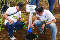 PLN UID S2JB Tanam 3.000 Pohon di Rejang Lebong