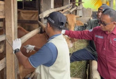 Jelang Ramadan dan Idul Fitri, 5.000 Ternak di OKU Timur Divaksin PMK