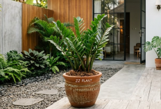 ZZ Plant si Tanaman Anti Mati Cocok Buat Kamu yang Pelupa Siram