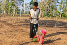 Alat Tanam Jagung Manual Ubah Cara Bertani Petani OKU Timur, 1 Hektare Cuma 3 Jam