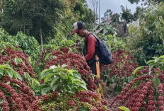 Harga Kopi di OKU Selatan Stagnan, Pengepul Resah Tak Bisa Raup Untung