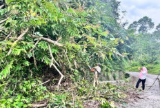 Angin Kencang Tumbangkan Pohon, Akses Jalan Sempat Terganggu