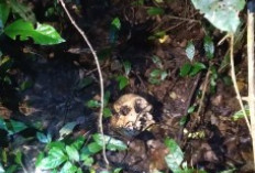 Geger! Tengkorak Manusia Ditemukan di Hutan Belukar 