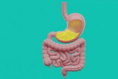 Mengenal Peran Penting Lambung dan Cara Menjaganya Tetap Sehat