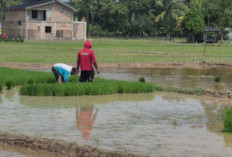 Harga Gabah Naik, Petani OKU Timur Tetap Dihantui Hama dan Ancaman Kemarau