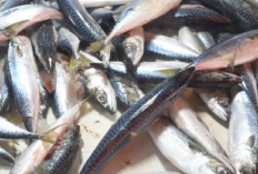 Dinas Perikanan OKU Genjot Produktivitas Lewat Pokdakan