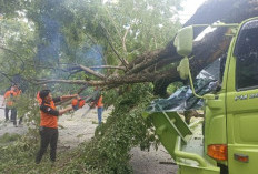 Hujan Deras dan Angin Kencang, Pohon Besar Tumbang Tutup Jalan Lintas Sumatera