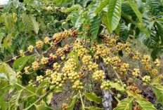 Jelang Ramadan 1447 H, Petani Berharap Harga Kopi Naik
