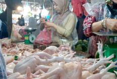 Harga Ayam dan Telur Turun Saat Libur MBG, Pasar Tradisional di Sumsel Mulai Bergairah