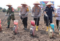 Manfaatkan Lahan Mapolsek, Dorong Swasembada Pangan Lewat Tanam Jagung