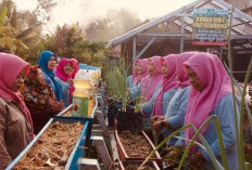 Tanah Tidur Disulap Jadi Kebun Produktif, Belanja Dapur Hemat Ratusan Ribu