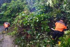 Hujan Deras dan Angin Kencang Sebabkan Pohon Tumbang Tutup Jalan