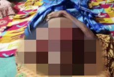 Ancaman Harimau,Warga Was-was ke Kebun