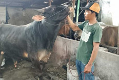 Permintaan Meningkat Jelang Iduladha