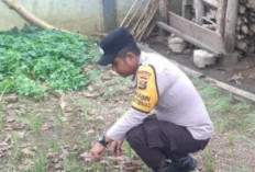 Polsek Kisam Tinggi Dorong Warga Tanam Sayuran di Pekarangan