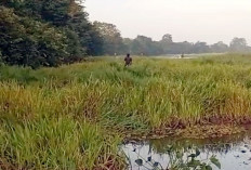 BPBD Ingatkan Warga Bahaya Bakar dan Buang Kumpai ke Sungai