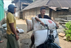 Kopi di OKU Selatan Tetap Rp50-Rp52 Ribu per Kilo