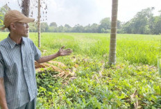 Petani OKU Timur harapkan  Sumur Bor dan Jembatan
