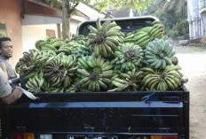  Harga Pisang di OKU Selatan Rp1000, Petani Masih Mengeluh