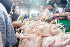 Menggila! Harga Ayam-Telur Naik Terus karena Program MBG 