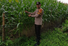 Perkuat Ketahanan Pangan, Dampingi Warga Tanam Jagung
